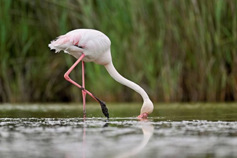 A greater flamingo (Phoenicopterus roseus), standing in the water whilst foraging, Camargue