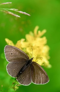 Aphantopus hyperantus, brown forest bird, ringlet, chimney sweep, forest bird, butterfly, high