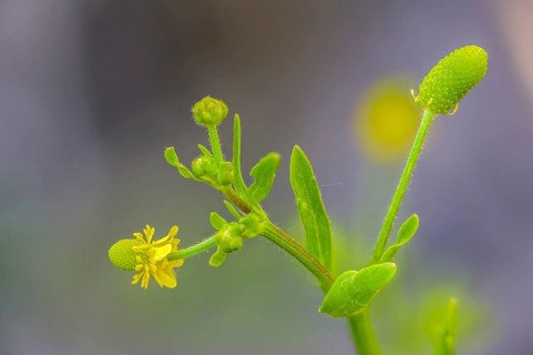Cursed buttercup, venom buttercup, ranunculus sceleratus, flora, plants