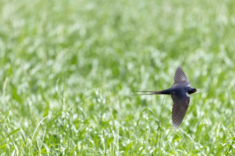 A bird in flight over a vast green field with its wings outstretched, a barn swallow (Hirundo