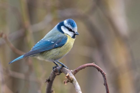 Blue tit, parus caeruleus, birds, tits, passeri, songbirds, songbirds, tits, birds