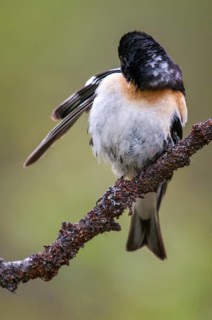 Mountain finch, brambling, Finland, fringilla montifringilla, birds, plumage care, high size,
