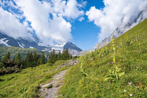 Hiking trail between Great yellow gentian (Gentiana lutea) in front of picturesque mountain