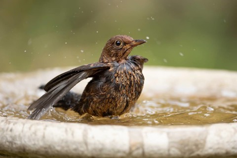 Eurasian blackbird (Turdus merula) adult garden bird bathing in a water bird bath, England, United