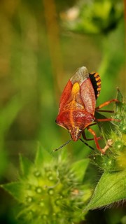 Close-up: a purple fruit bug (Carpocoris purpureipennis) perched on a plant, surrounded by green