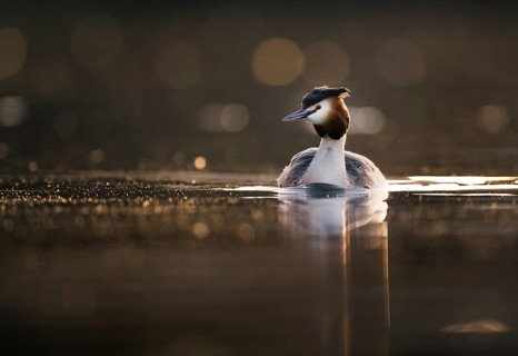 Great Crested Grebe (Podiceps cristatus) in the evening light, Zurich, Switzerland