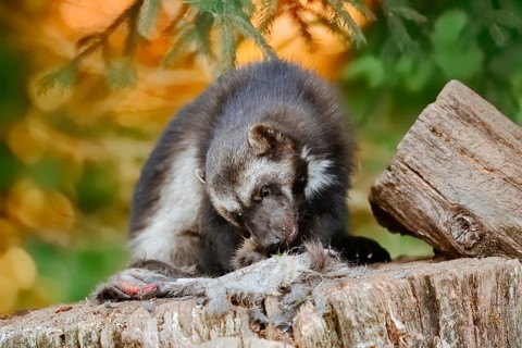 Wolverine or bear marten (Gulo gulo) feeding on a carcass, captive, Germany
