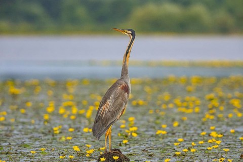 Purple heron (Ardea purpurea) amidst flowering water lilies Hungary