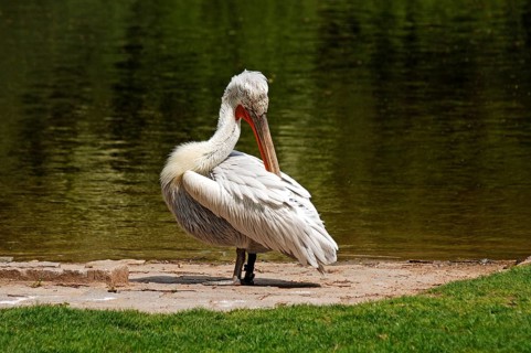 Cleaning curly head pelican, Pelecanus crispus, am Ufer, Tierpark Nürnberg, Am Tiergarten 30,