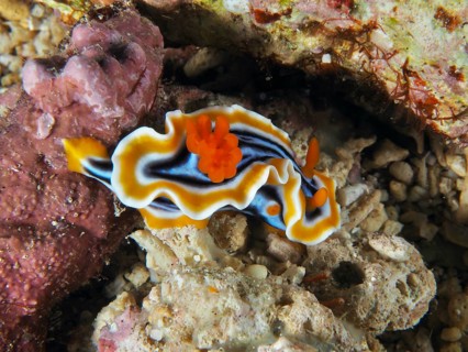 Colourful Chromodoris slug with wavy edges and bright colours, the magnificent star nudibranch