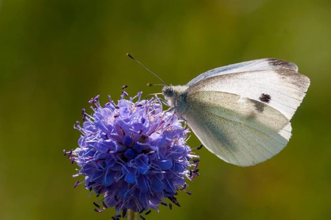 Small white cabbage, white cabbage, Pieris Rapae, small white, butterfly, insects, butterfly,