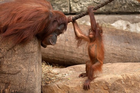 Urangutan (Pongo pygmaeus) with her young, captive, Germany
