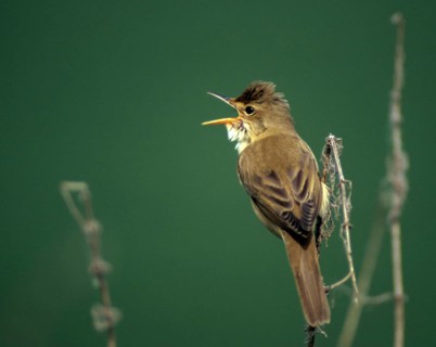 Acrocephalus palustris, marsh warbler, birds, song, leo, male, passeri, singing, songbirds, birds,