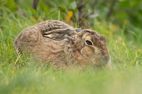 European brown hare (Lepus europaeus) adult animal resting in grassland, England, United Kingdom