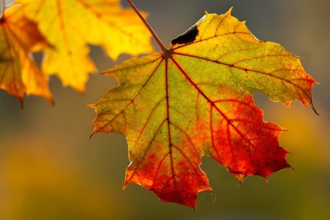 Acer platanoides, aceraceae, maple family, autumn colors, Norway maple, pointed maple, pointed