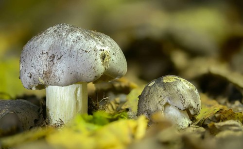 Knight, Sooty Head, Snow Knight, Black-Fibered Knight, Tricholoma Portentosum, Charbonnier, Fungi,