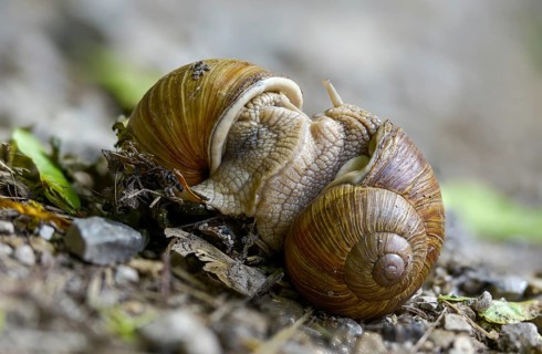 Helix pomatia, gastropod, copula, mollusca, mating, snails, snails, molluscs