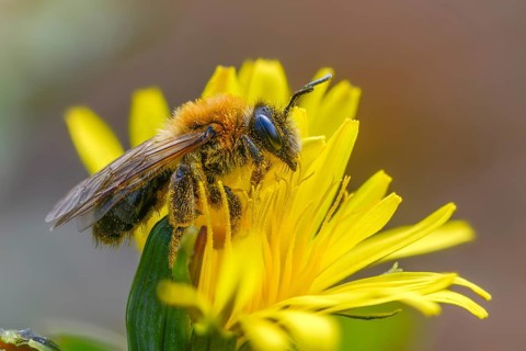 Andrena bicolor, Andrena Gwynan, Gwynne's mining bee, hymenoptera, sand bee, bicolor sand bee,