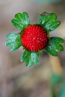 Duchesnea indica, false strawberry, Indian strawberry, Indian strawberry, Indian mock strawberry,