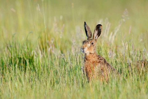A brown hare (Lepus europaeus) sitting in a wild meadow, North Rhine-Westphalia, Germany