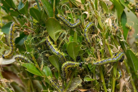 Box tree moth, boxwood moth, boxwood moth, cydalima perspectalis, moth, inchworm, insects, moths,