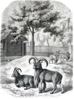 Group of maned sheep, Ammotragus lervia, historical zoo display, authentic, high-resolution