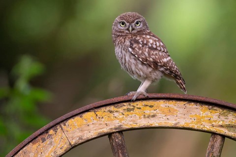 Little owl (Athene noctua), Vechta, Lower Saxony, Germany