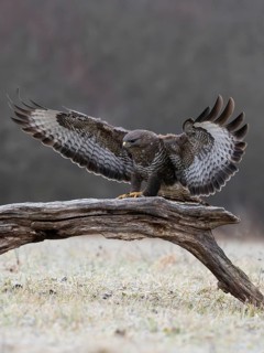 A common buzzard perches with outstretched wings on a tree stump in its natural habitat, a common