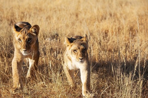 Lion (Panthera leo). Different aged cubs. Kalahari Desert, Kgalagadi Transfrontier Park, South