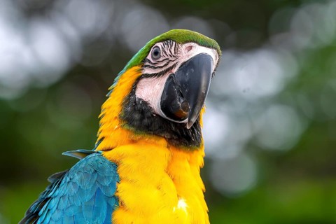 Young Yellow-breasted Macaw (Ara ararauna) in Jomtien, Thailand