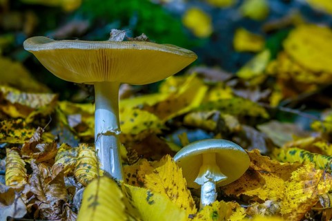 Amanita phalloides, amanita viridis, gout sponge, poisonous mushroom, poisonous greenling, green