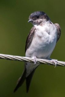 Delichon urbica, house martin, house martins, birds, growing, high size, portrait, young animal,