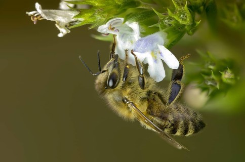 Apidae, apis mellifera, bees, European honey bee, European honeybee, hymenoptera, western honey