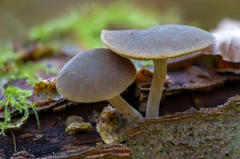 Roof mushroom, deer brown roof mushroom, pluteus atricapillus, pluteus brunneoradiatus, pluteus