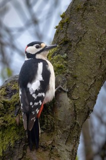 Great Spotted Woodpecker, Great Spotted Woodpecker, Birds, High Size, Portrait, Male, Piciform,