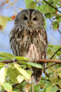 Tawny owl (Strix aluco), North Rhine-Westphalia, Germany