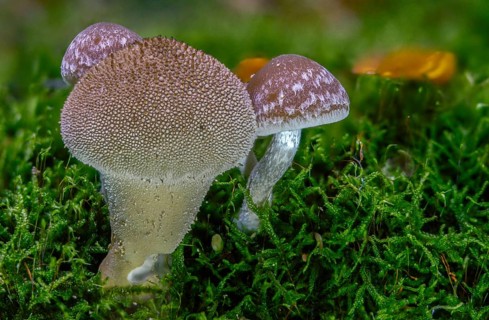 Cluster crumblecap, bottle dusting, lycoperdone perlatum, psathyrella hydrophila, psathyrella