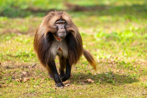 Gelada (Theropithecus gelada) male walking over a meadow, captive, distribution africa