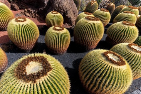 Lanzarote, Canary Islands, Spain, Europe, Cesar Manrique Jardin de Cactus near Guatiza, round cacti