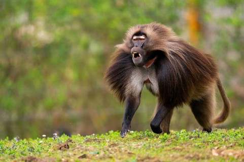 Gelada (Theropithecus gelada) male running over a meadow, captive, distribution africa