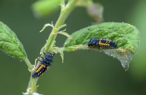 Asian ladybeetle, Asian ladybug, coccinellidae, coccinellinae, harlequin ladybug, harmonia