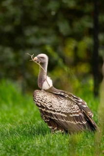 Griffon Vultures (Gyps fulvus) standing on a meadow in spring, bavaria, Germany