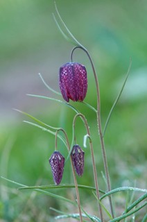 Fritillaria meleagris, lapwing egg, liliaceae, lily family, chess flower, checkerboard flower,