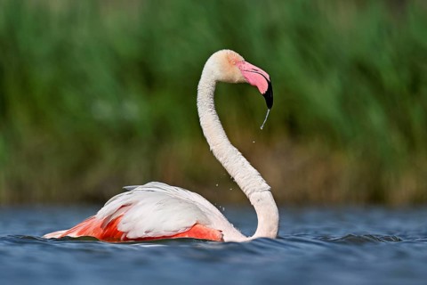 A greater flamingo (Phoenicopterus roseus) swimming in a pond, Camargue Regional Nature Park,