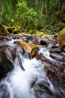 Mhlwazini River flows through thick forest, original mountain forest, Rainbow Gorge,