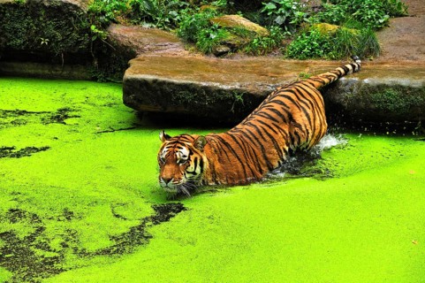 Siberian tiger (Panthera tigris altaica) in a moat covered with duckweed (Lemna minor), Nuremberg