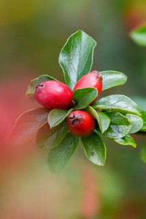 Berberidaceae, Cotoneaster Horizontalis, Medlar, Fan Cotoneaster, Neophyte, Wall Cotoneaster, Dwarf