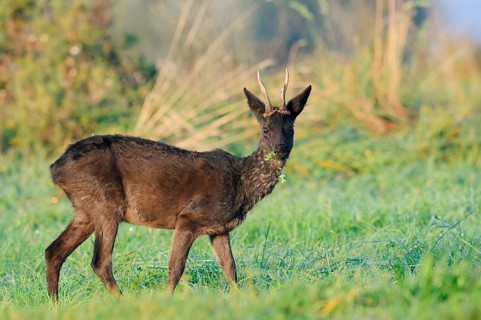 European roe deer (Capreolus capreolus), black roebuck standing in a meadow and eating, Lower