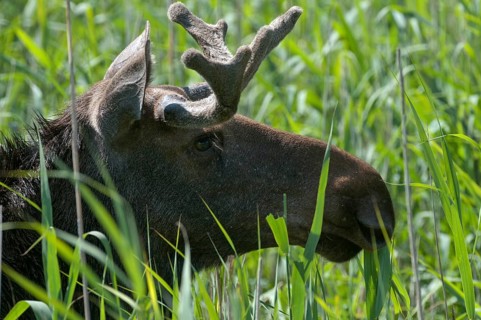 Alces alces, artiodactyla, elk, even-toed ungulates, mosses, cloven-hoofed animals, mammals