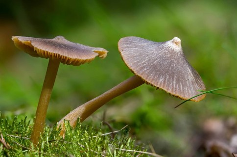 Entoloma cucullatum, entoloma vernum, spring poisonous rotling, spring bellling, fearsome spring